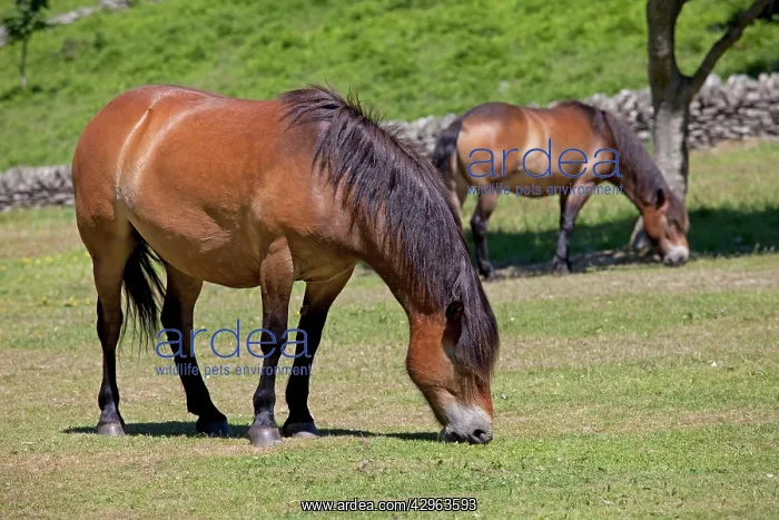 : Exmoor ponies grazing : Exmoor ponies grazing