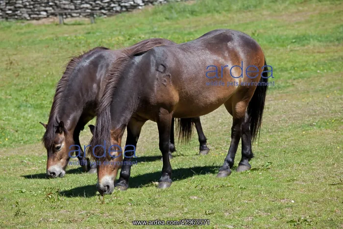 : Two Exmoor ponies grazing Valley of the Rocks : Two Exmoor ponies grazing Valley of the Rocks