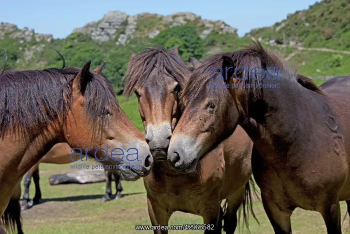 : Three Exmoor ponies having discussion : Three Exmoor ponies having discussion