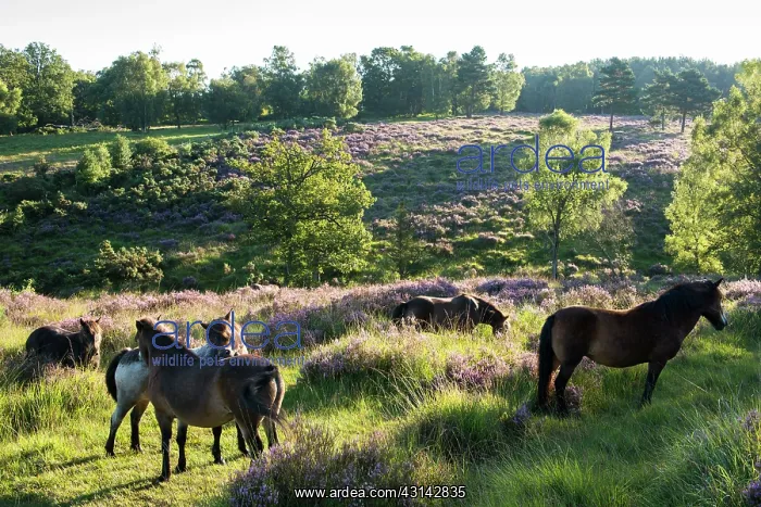 : Exmoor ponies in heathland at dawn : Exmoor ponies in heathland at dawn