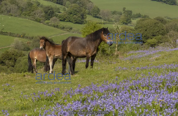: Exmoor ponies, mares and foals, in dense bluebell : Exmoor ponies, mares and foals, in dense bluebell