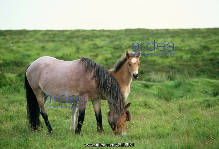 : Exmoor Ponies - Mother and Foal : Exmoor Ponies - Mother and Foal