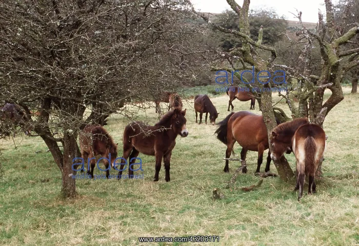 : Exmoor Ponies - by trees : Exmoor Ponies - by trees