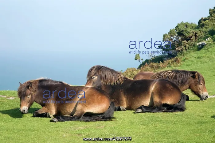 : Exmoor ponies at the Valley of Rocks, Lynton, England : Exmoor ponies at the Valley of Rocks, Lynton, England
