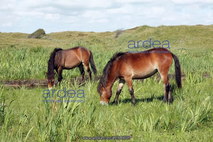 : Exmoor Pony - 2 ponies grazing on marshland : Exmoor Pony - 2 ponies grazing on marshland