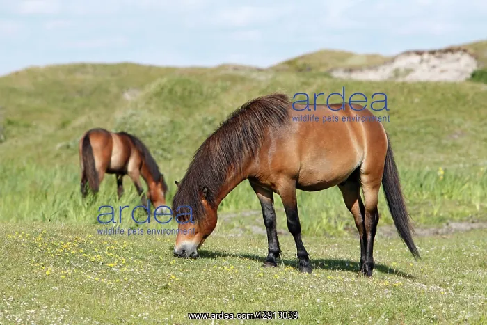 : Exmoor Pony - 2 ponies grazing on marshland : Exmoor Pony - 2 ponies grazing on marshland