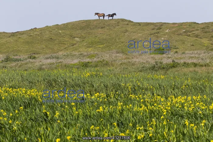 : Exmoor Pony - 2 ponies standing on hilltop above : Exmoor Pony - 2 ponies standing on hilltop above