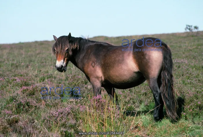  : EXMOOR PONY