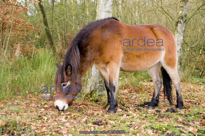  : Exmoor Pony