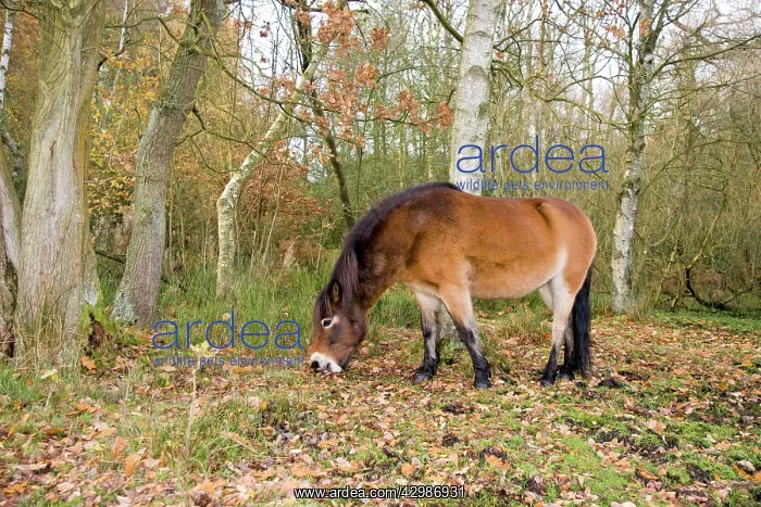  : Exmoor Pony