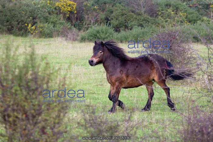 : Exmoor Pony : Exmoor Pony