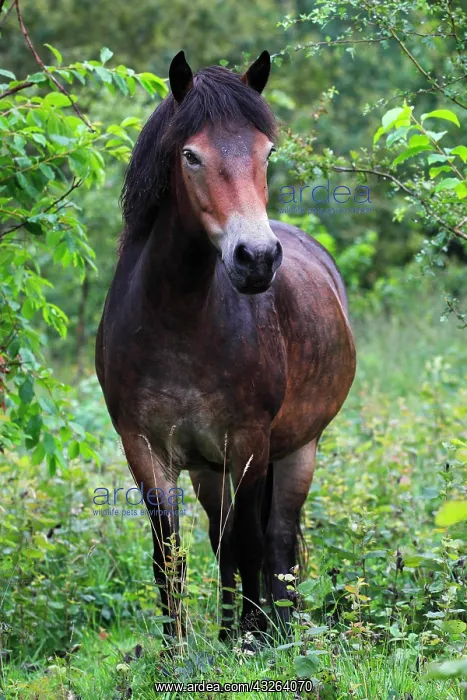 : Exmoor pony : Exmoor pony
