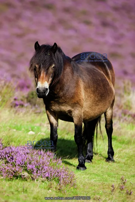 : Exmoor Pony, Blooming heather, moorland, Exmoor : Exmoor Pony, Blooming heather, moorland, Exmoor