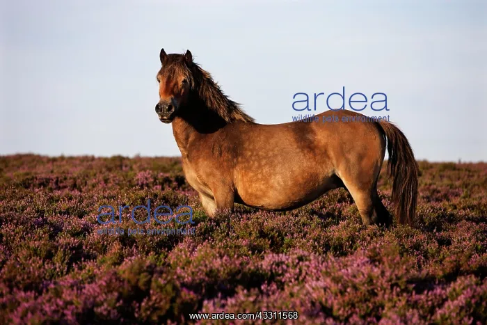 : Exmoor Pony, Blooming heather, moorland, Exmoor : Exmoor Pony, Blooming heather, moorland, Exmoor