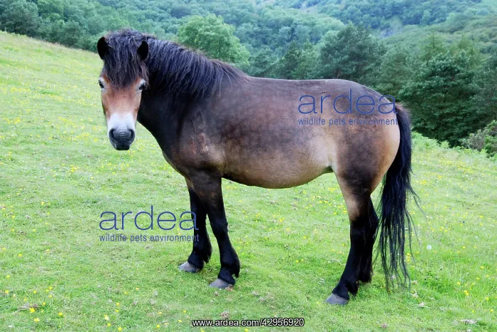  : Exmoor Pony conservation grazing in the Mendips