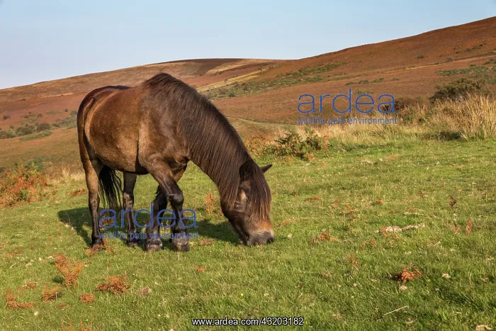: Exmoor Pony - Dunkerry - Exmoor - UK : Exmoor Pony - Dunkerry - Exmoor - UK