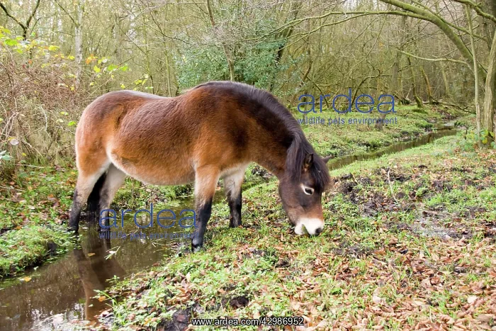  : Exmoor Pony - feeding beside stream