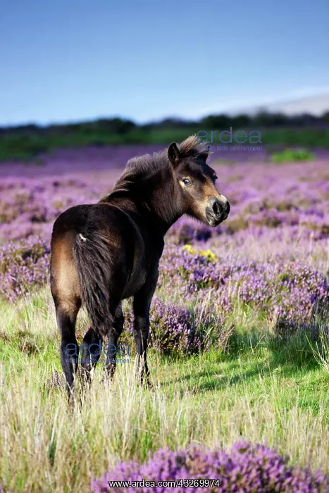 : Exmoor Pony, foal, blooming heather, Heideandschaft : Exmoor Pony, foal, blooming heather, Heideandschaft