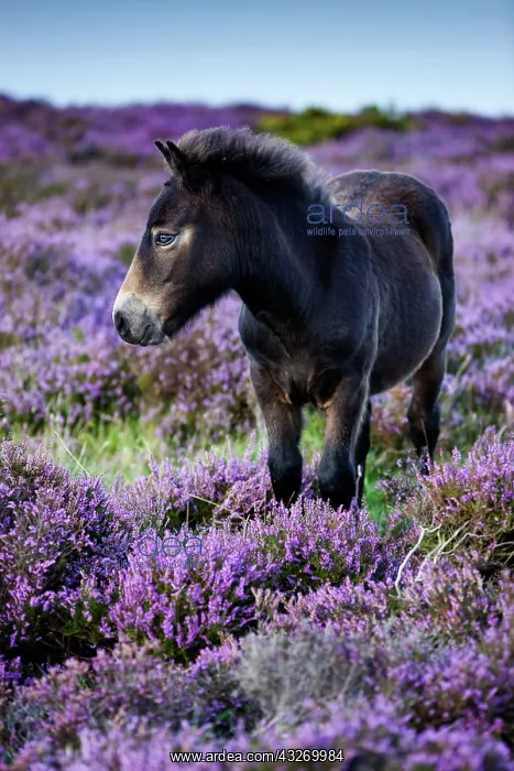 : Exmoor Pony, foal, blooming heather, Heideandschaft : Exmoor Pony, foal, blooming heather, Heideandschaft