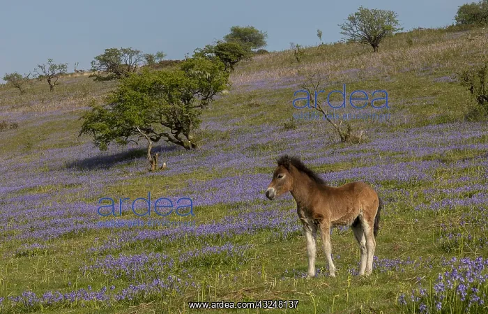 : Exmoor pony foal in dense bluebell sward in spring : Exmoor pony foal in dense bluebell sward in spring