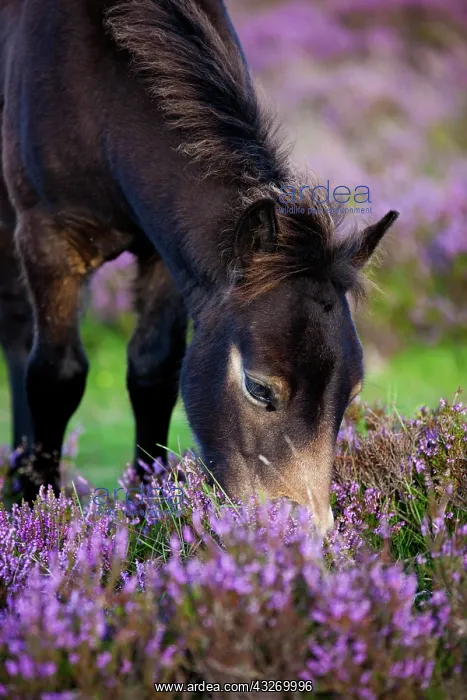 : Exmoor pony, foal grazing, blooming heather, Heideandschaft : Exmoor pony, foal grazing, blooming heather, Heideandschaft