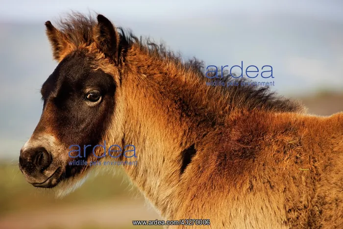 : Exmoor Pony, foal, portrait, Exmoor National Park : Exmoor Pony, foal, portrait, Exmoor National Park