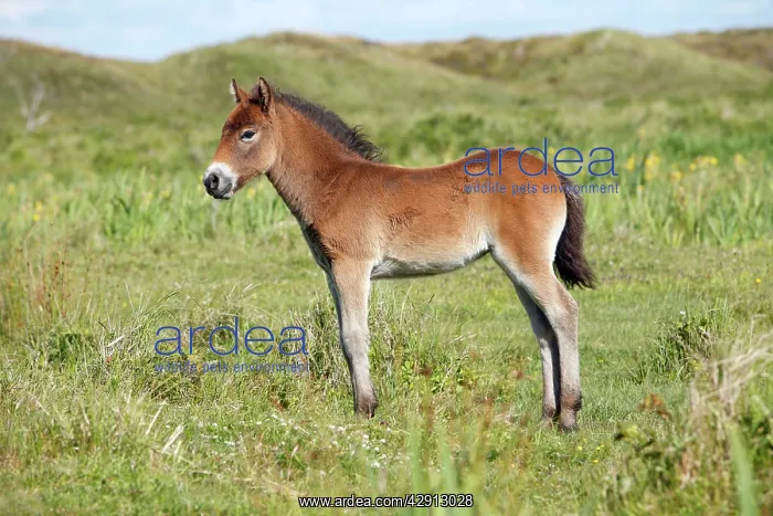 : Exmoor Pony - foal resting : Exmoor Pony - foal resting