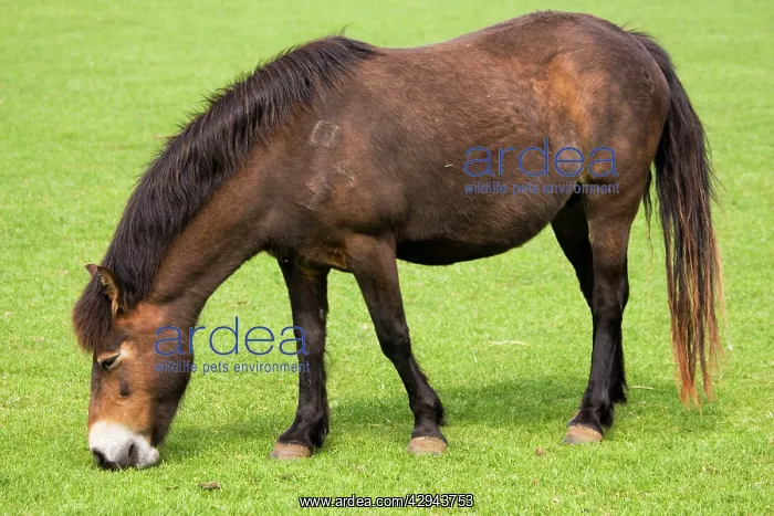 : Exmoor pony grazing : Exmoor pony grazing