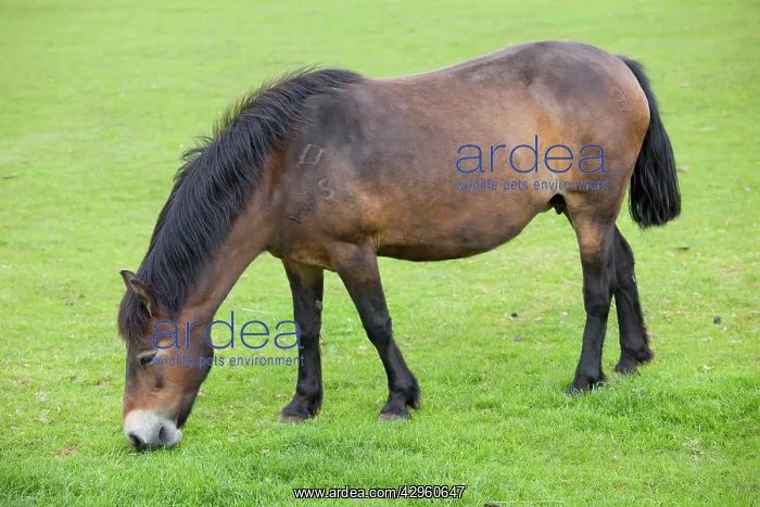 : Exmoor Pony grazing : Exmoor Pony grazing