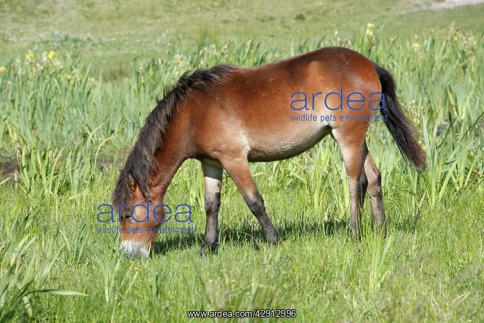 : Exmoor Pony - grazing on marshland : Exmoor Pony - grazing on marshland