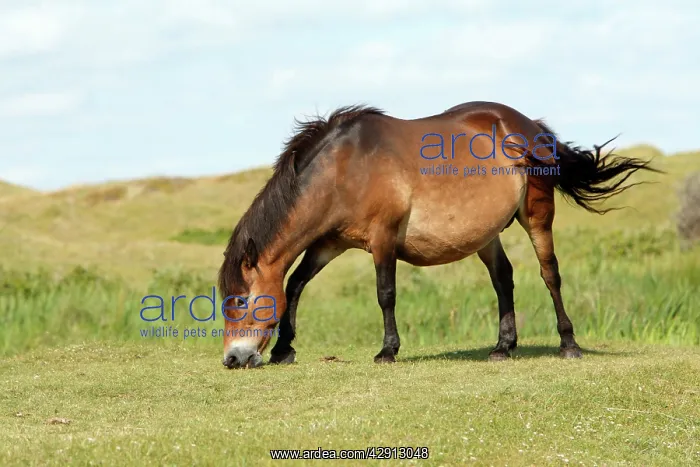 : Exmoor Pony - grazing on marshland : Exmoor Pony - grazing on marshland