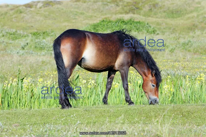 : Exmoor Pony - grazing on marshland : Exmoor Pony - grazing on marshland