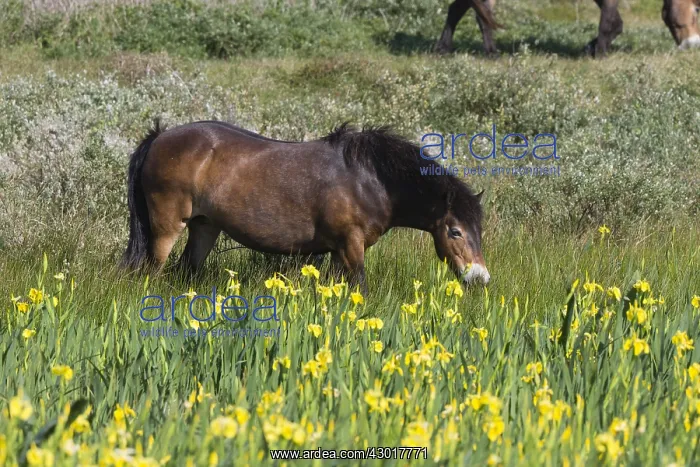 : Exmoor Pony - grazing on marshland, De Bollekamer : Exmoor Pony - grazing on marshland, De Bollekamer