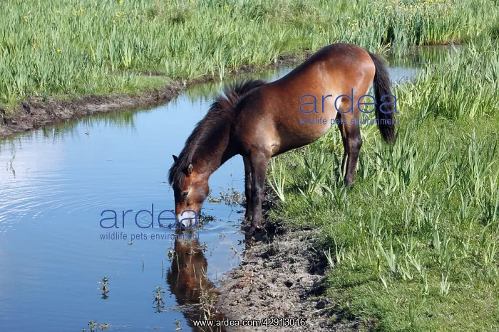 : Exmoor Pony - mare drinking from creek : Exmoor Pony - mare drinking from creek