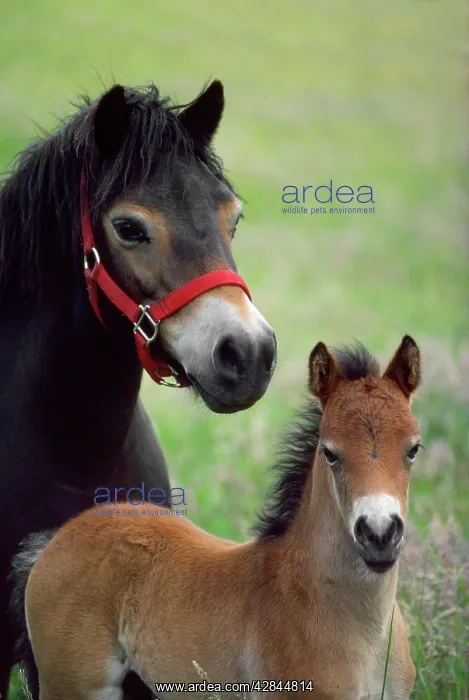  : Exmoor Pony - mare & foal