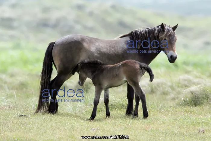 : Exmoor Pony - Mare suckling foal : Exmoor Pony - Mare suckling foal