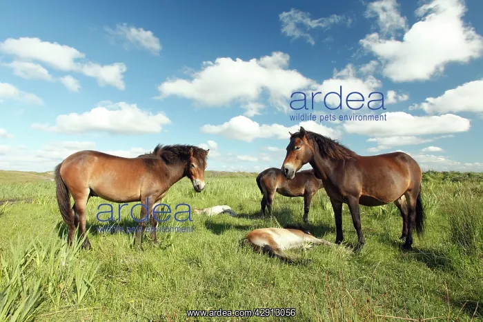 : Exmoor Pony - Mares and foals resting on marshland : Exmoor Pony - Mares and foals resting on marshland