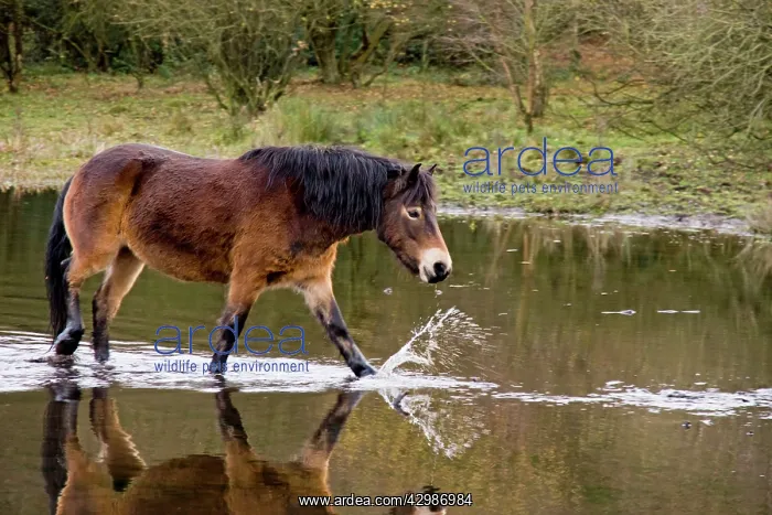  : Exmoor Pony - walking in pond