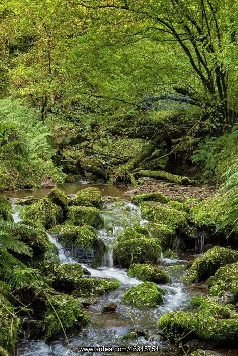 : Exmoor stream in autumn : Exmoor stream in autumn