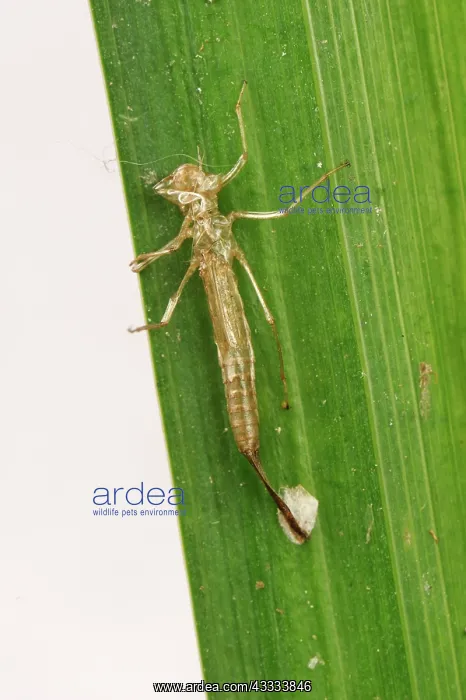 : Exoskeleton of Damselfly : Exoskeleton of Damselfly