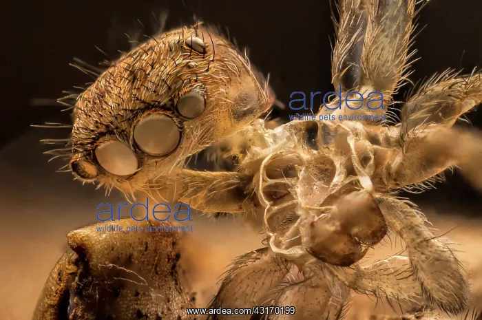 : Exoskeleton or exuvium left by a small jumping spider : Exoskeleton or exuvium left by a small jumping spider