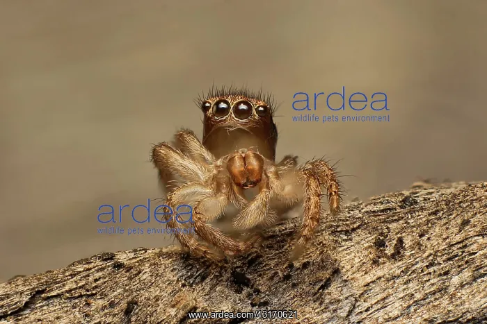 : Exoskeleton or exuvium left by a small jumping spider : Exoskeleton or exuvium left by a small jumping spider