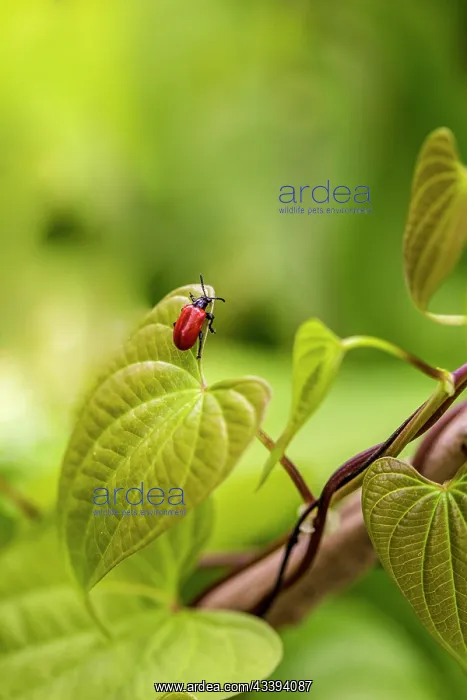 : Exotic air potato leaf beetle eat leaves : Exotic air potato leaf beetle eat leaves