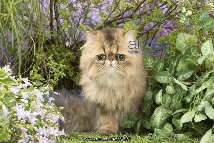  : Exotic black golden shaded cat outdoors
