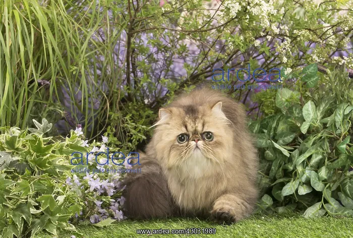  : Exotic black golden shaded cat outdoors