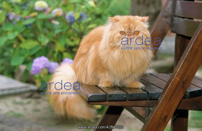  : Exotic Red Persian Cat