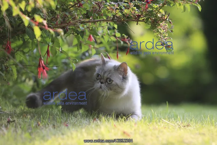 : Exotic Shortair she cat careful in a garden France : Exotic Shortair she cat careful in a garden France