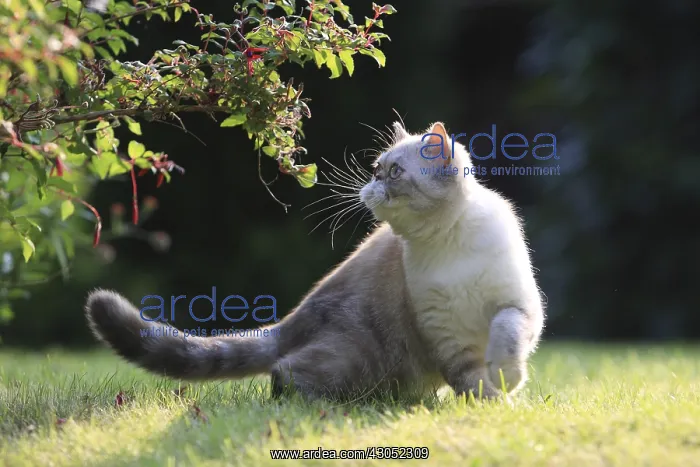 : Exotic Shortair she cat careful in a garden France : Exotic Shortair she cat careful in a garden France
