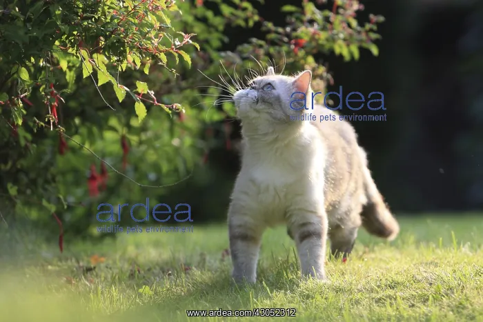 : Exotic Shortair she cat careful in a garden France : Exotic Shortair she cat careful in a garden France