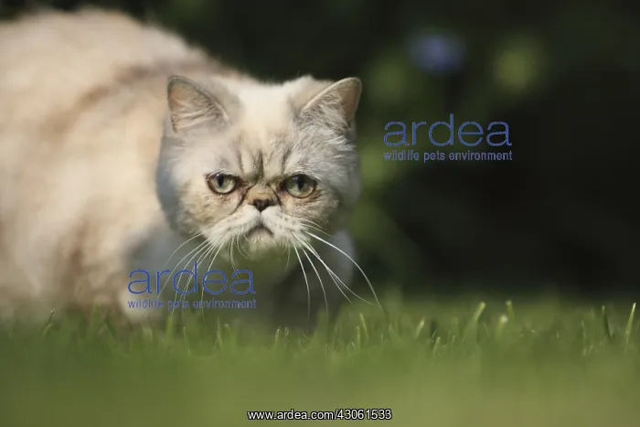 : Exotic Shortair she cat careful in a garden France : Exotic Shortair she cat careful in a garden France